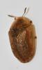 Hypocassida subferruginea